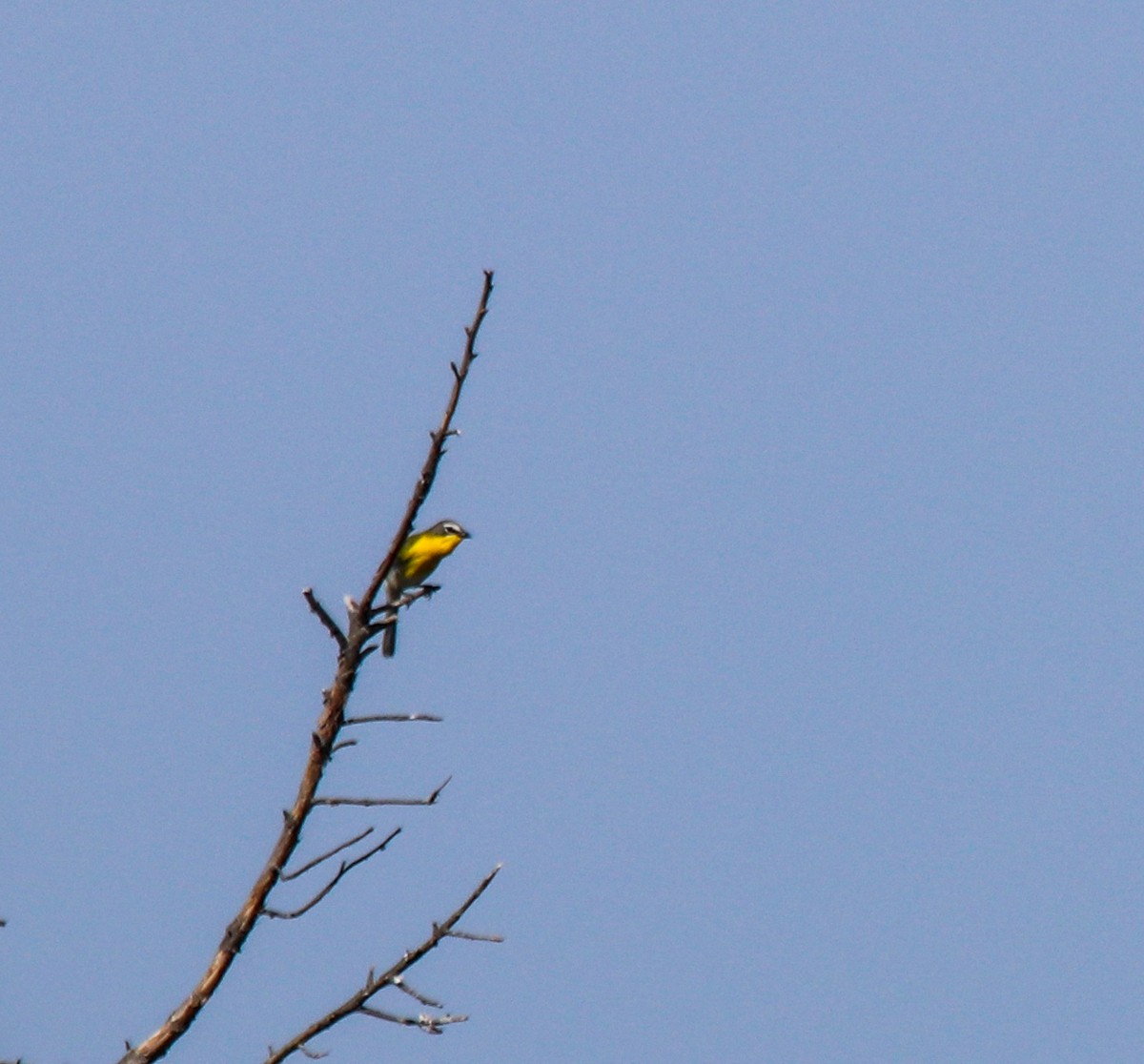 Yellow-breasted Chat - ML111606121