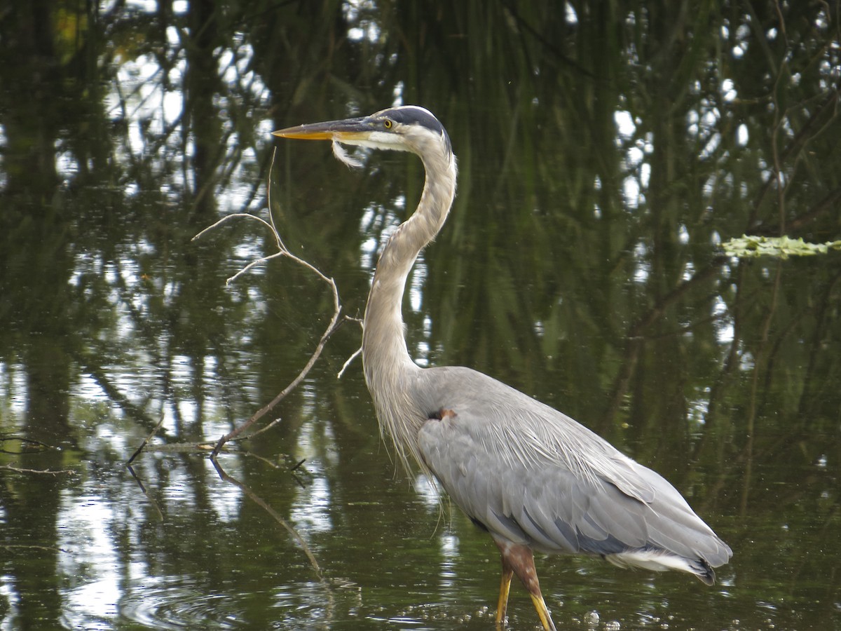 Great Blue Heron - ML111606371