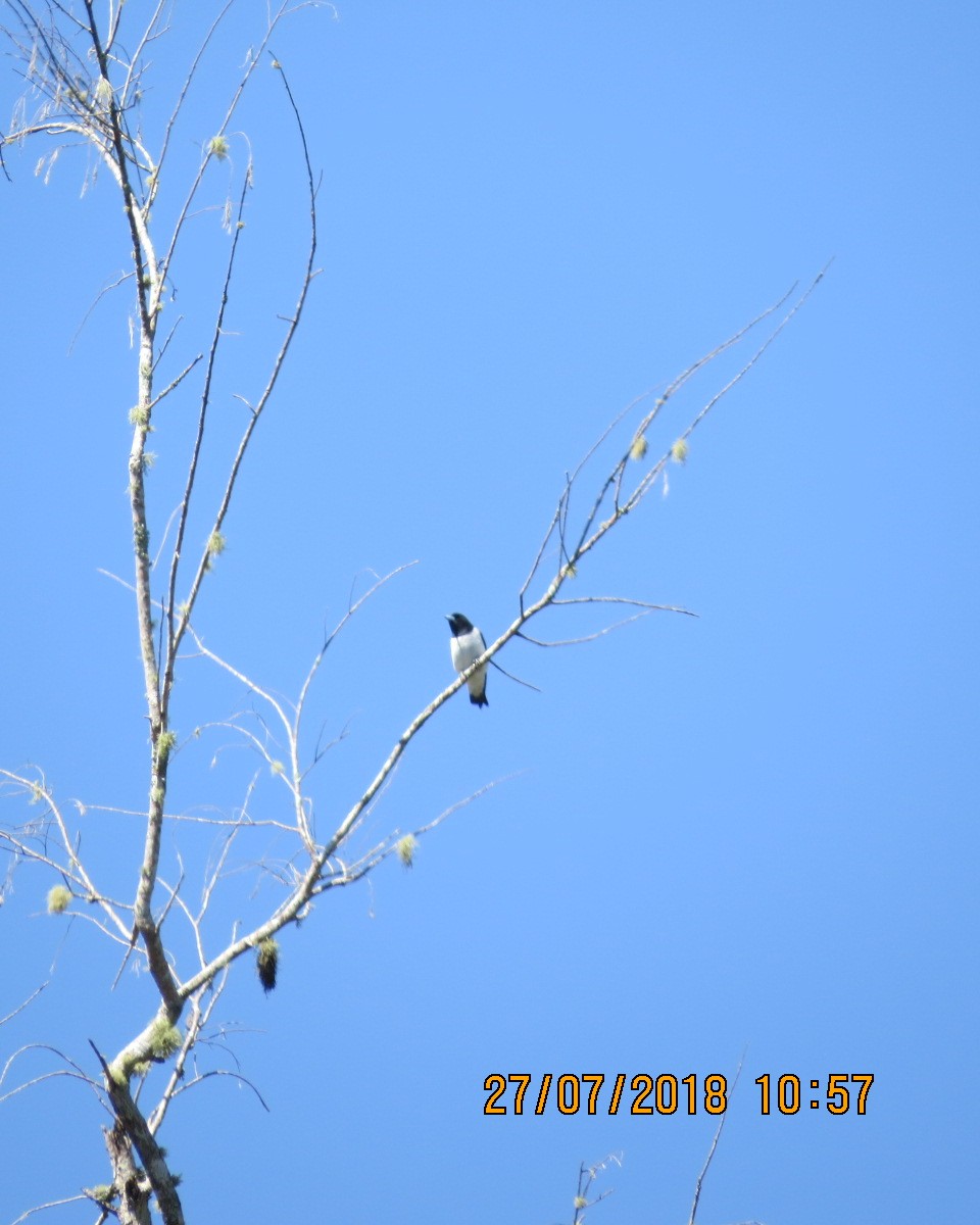 Great Woodswallow - ML111606931