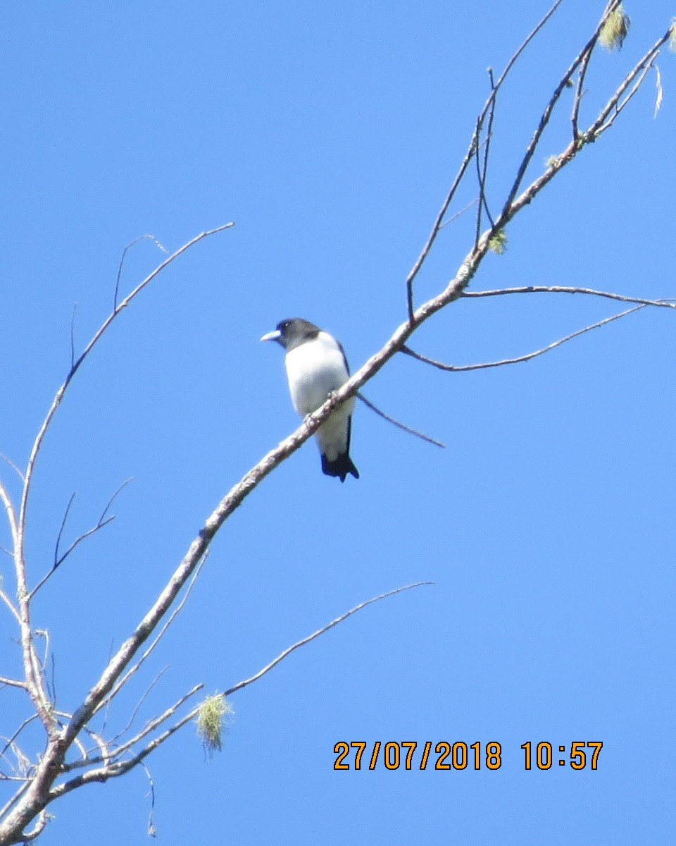 Great Woodswallow - ML111607051