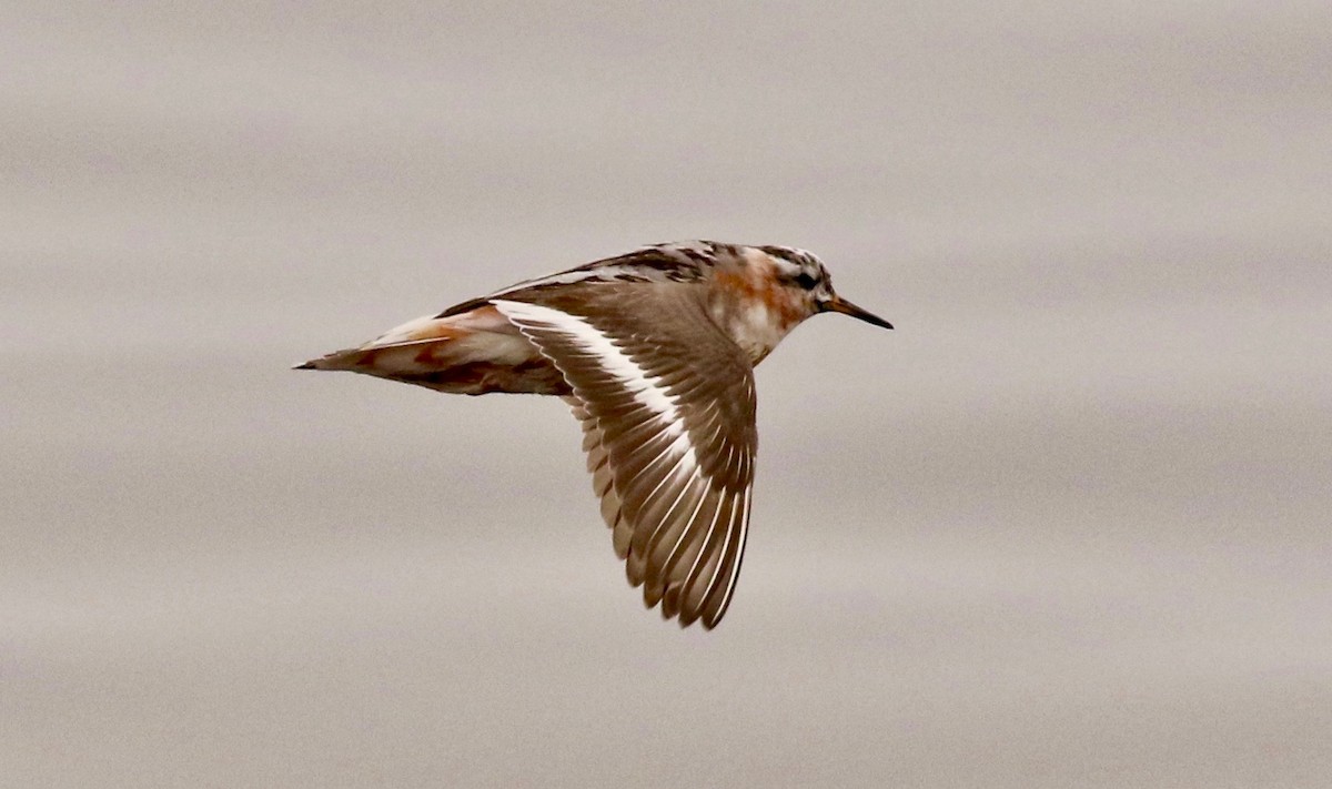 Red Phalarope - Adam Dudley