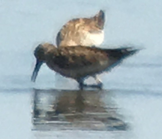 Baird's Sandpiper - ML111607081