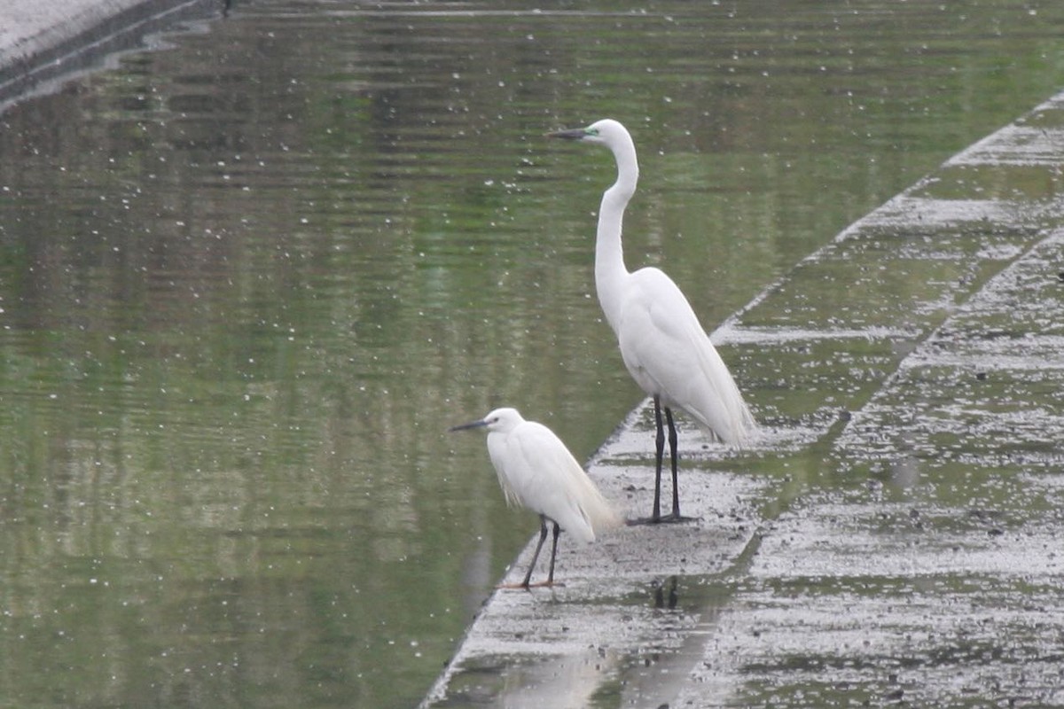 Little Egret (Western) - Susan Murphy