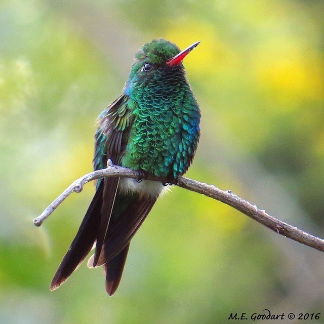 Field Identification - Broad-billed Hummingbird - Cynanthus