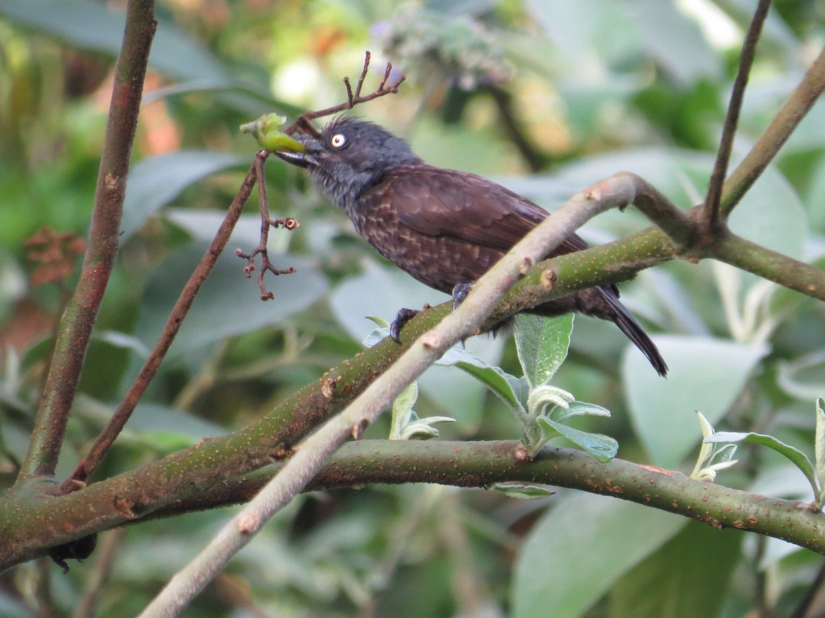 Gray-throated Barbet - ML111609531