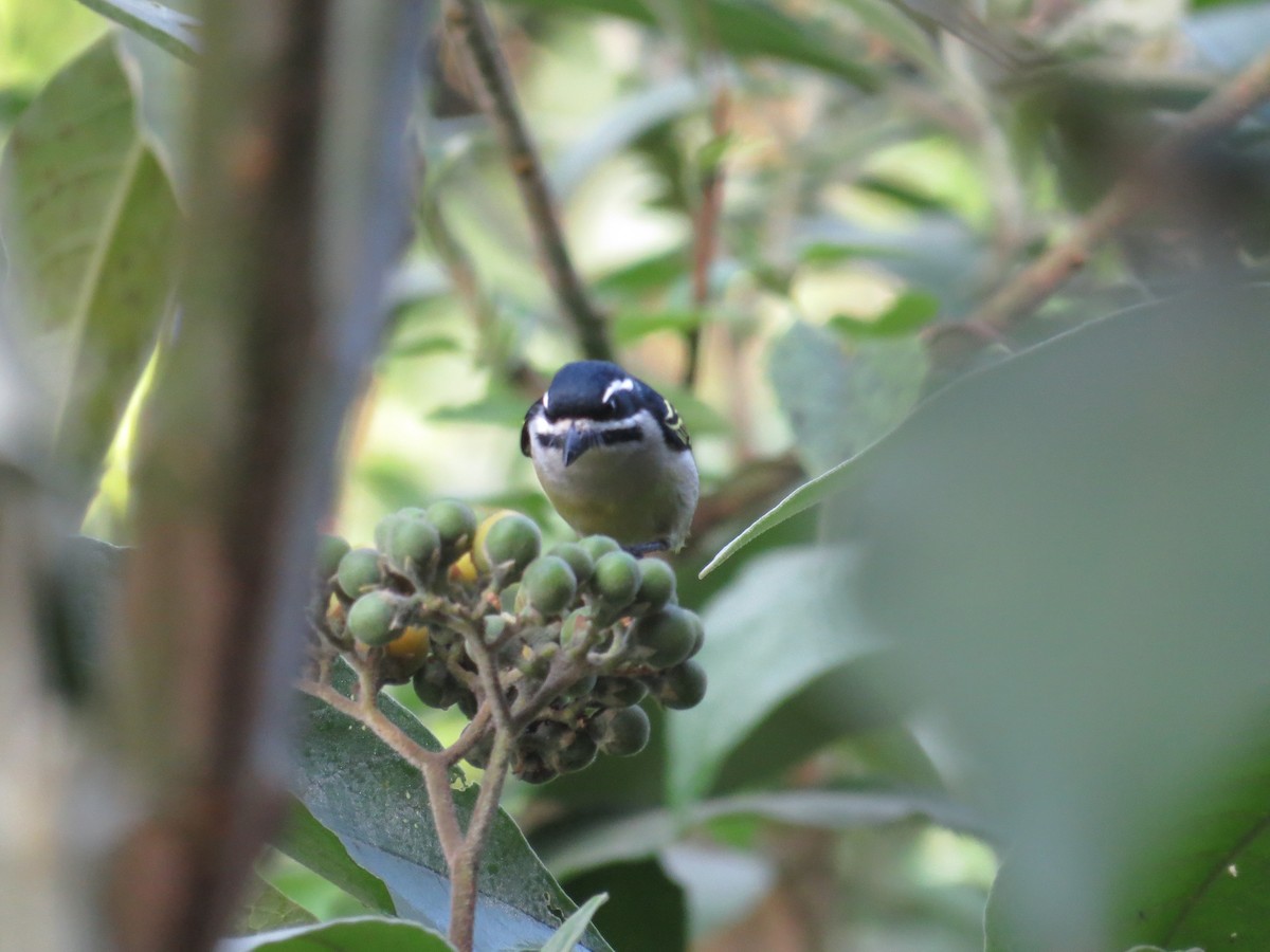 Yellow-rumped Tinkerbird - Kenneth Bader