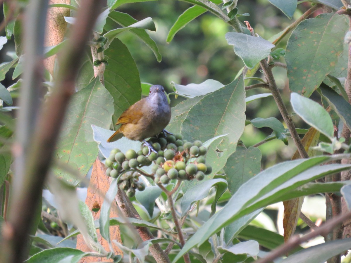 Shelley's Greenbul (Kakamega) - ML111609671