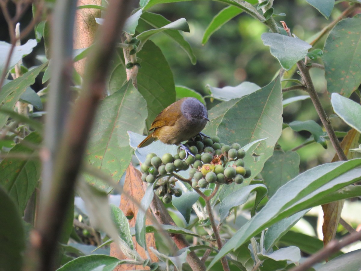 Shelley's Greenbul (Kakamega) - ML111609691