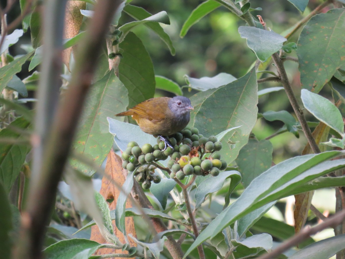 Shelley's Greenbul (Kakamega) - ML111609701