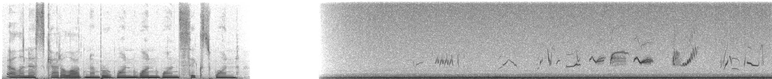 Cuitlacoche Pálido (lecontei/macmillanorum) - ML11161