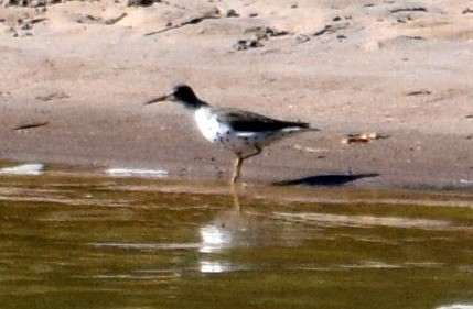 Spotted Sandpiper - Missy McAllister Kerr