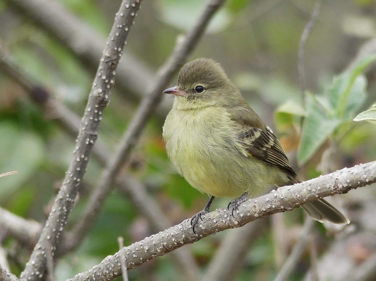 Highland Elaenia - Jorge  Quiroga