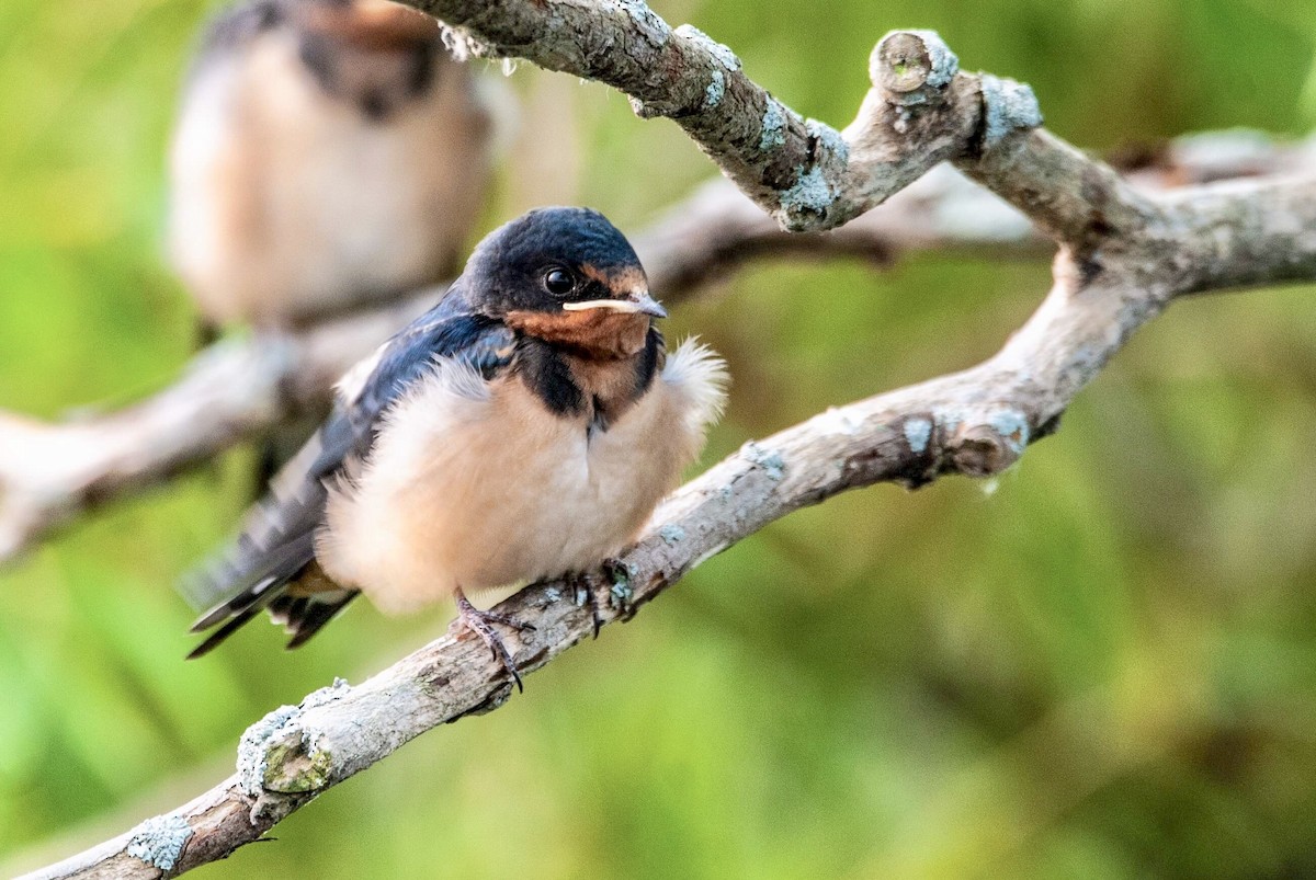 Barn Swallow - ML111613011