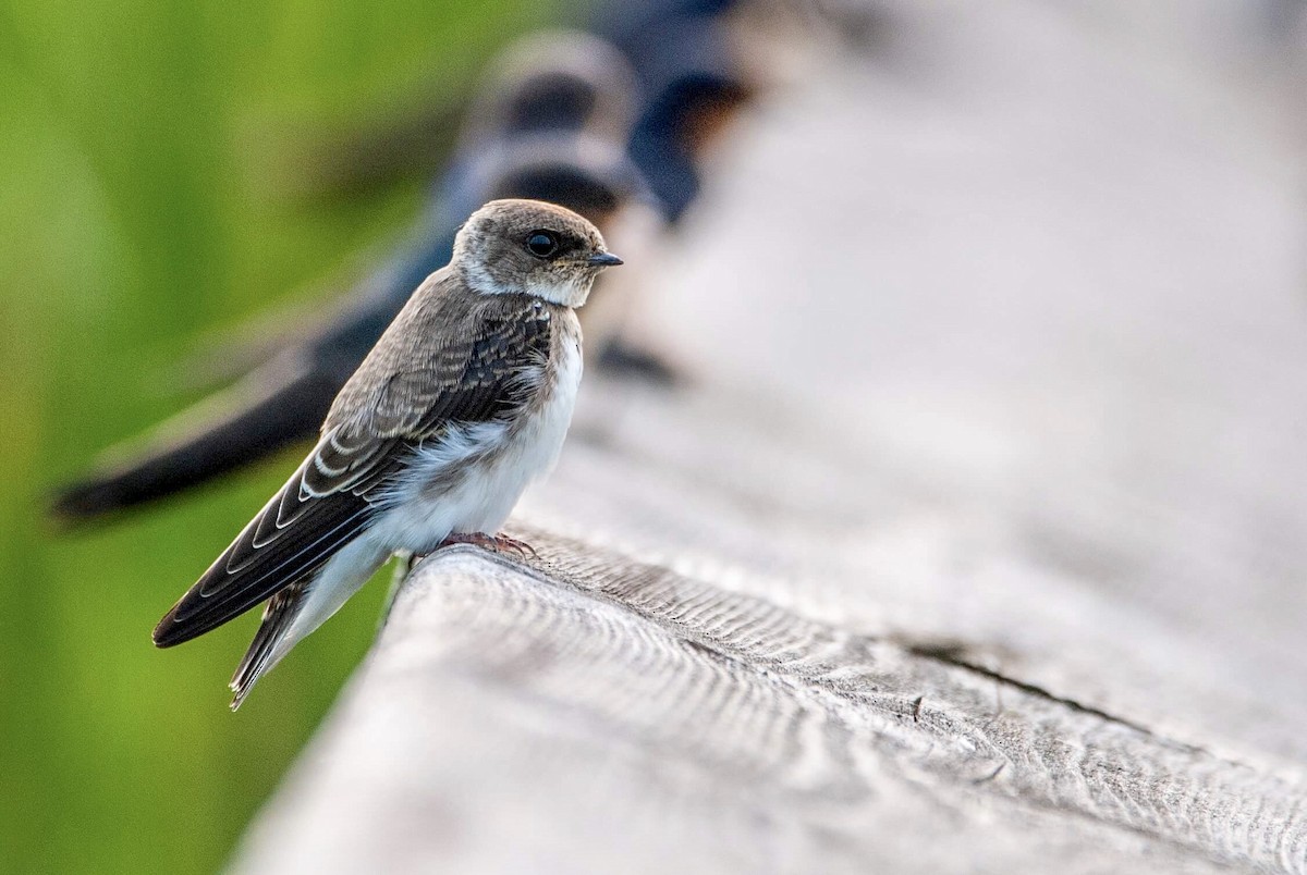 Bank Swallow - ML111613051