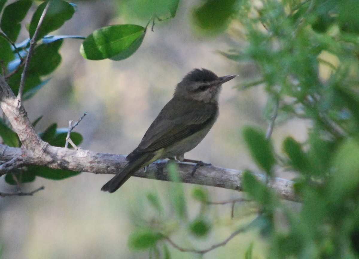 Black-whiskered Vireo - ML111614251