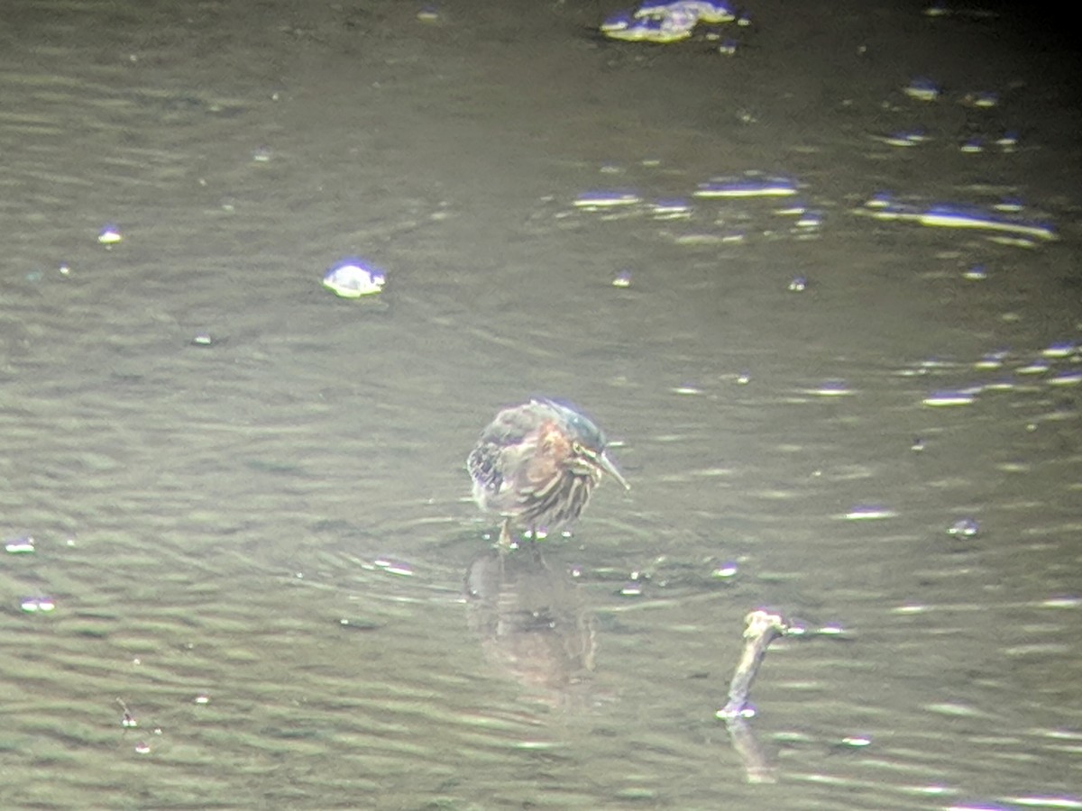 Green Heron - ML111614931