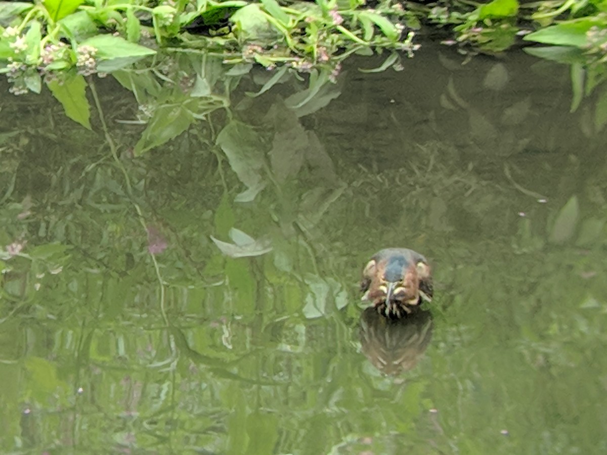 Green Heron - ML111614941