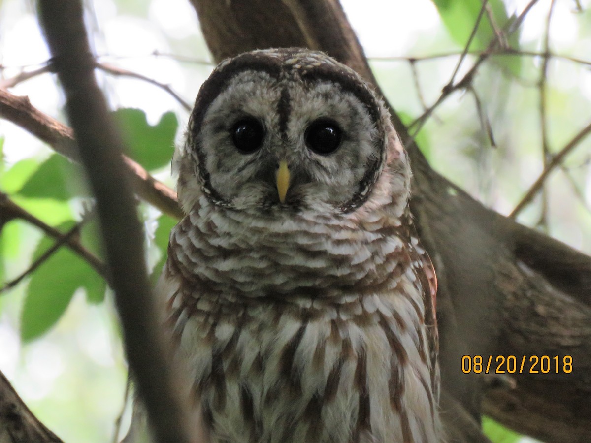 Barred Owl - ML111615151