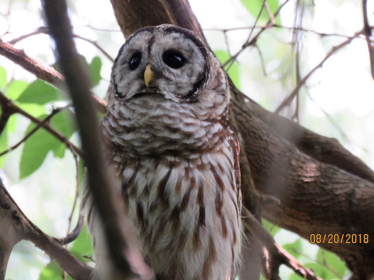Barred Owl - ML111615171