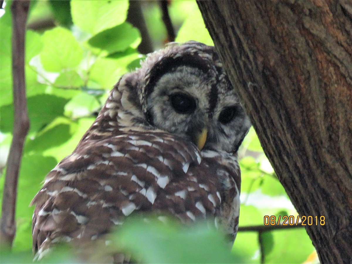 Barred Owl - ML111615191