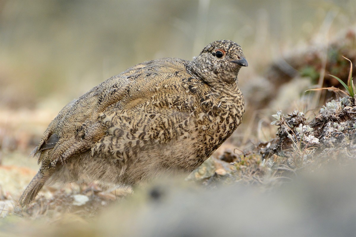 White-tailed Ptarmigan - ML111615871