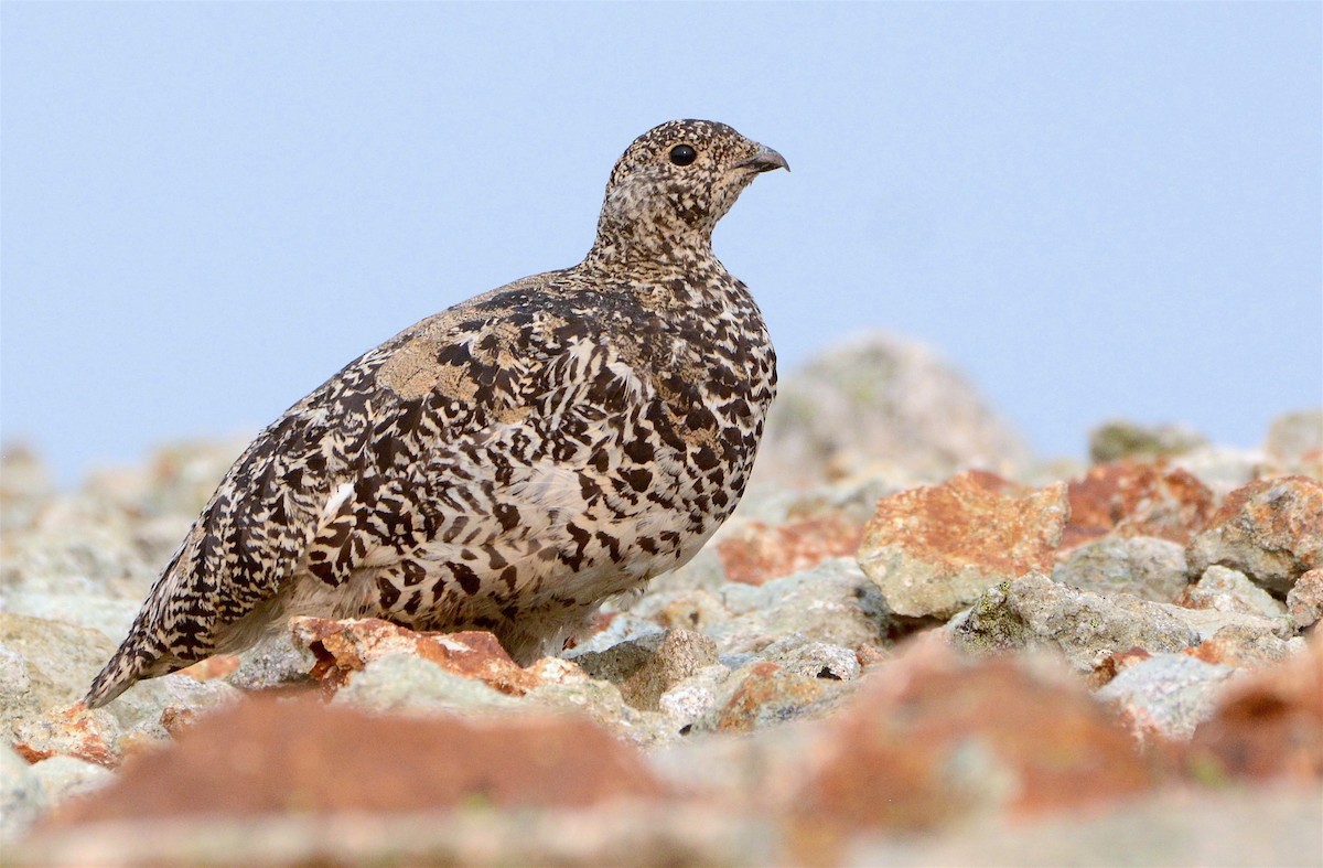 White-tailed Ptarmigan - ML111616281