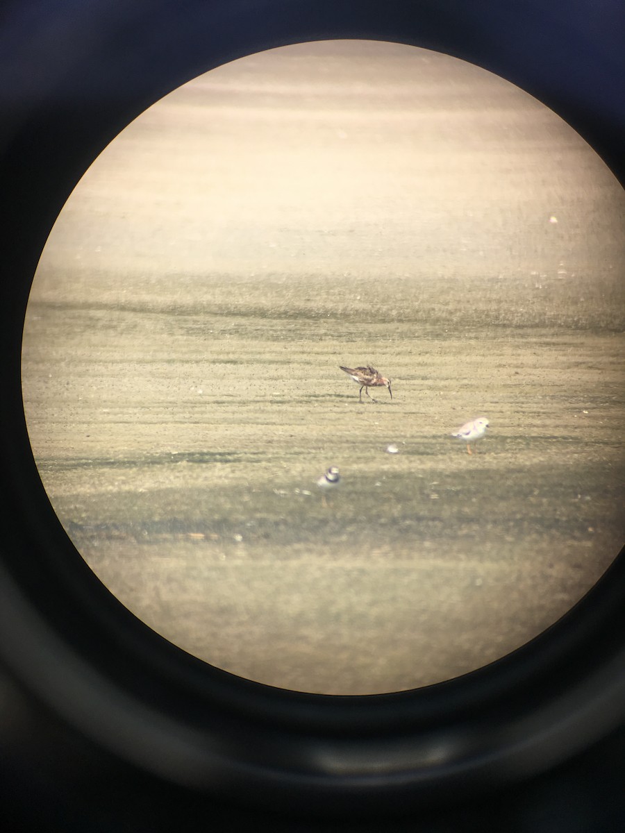 Curlew Sandpiper - ML111617281