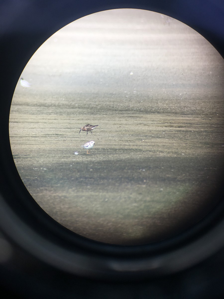 Curlew Sandpiper - ML111617291