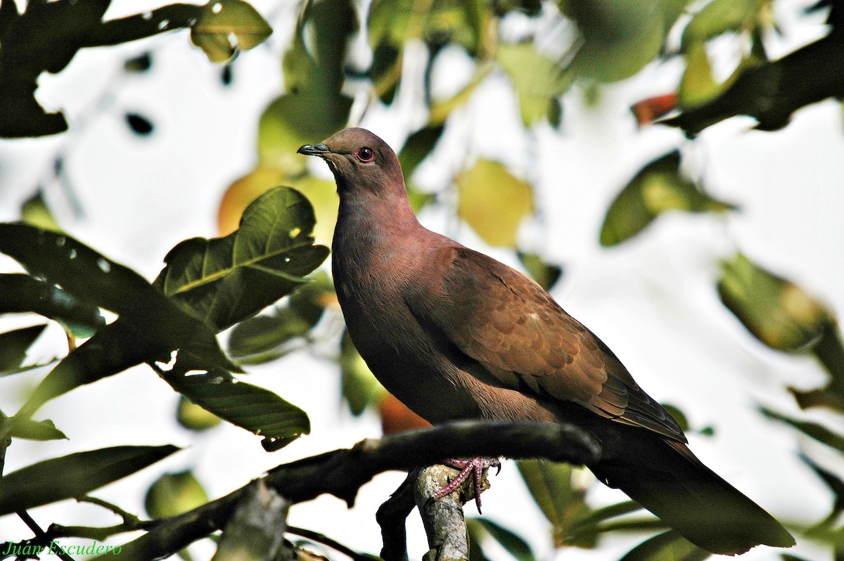 Ruddy Pigeon - ML111619961