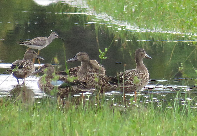 Blue-winged Teal - ML111619971