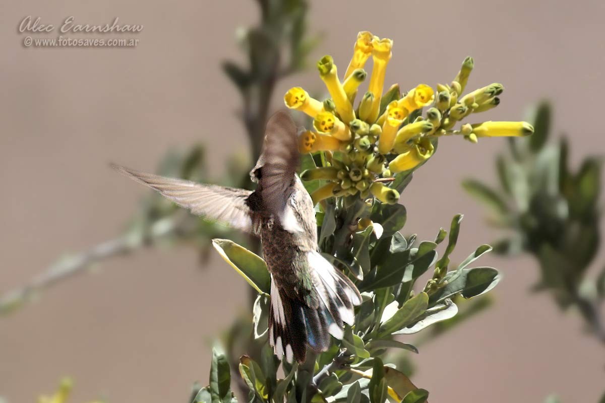 Colibri à flancs blancs - ML111620591