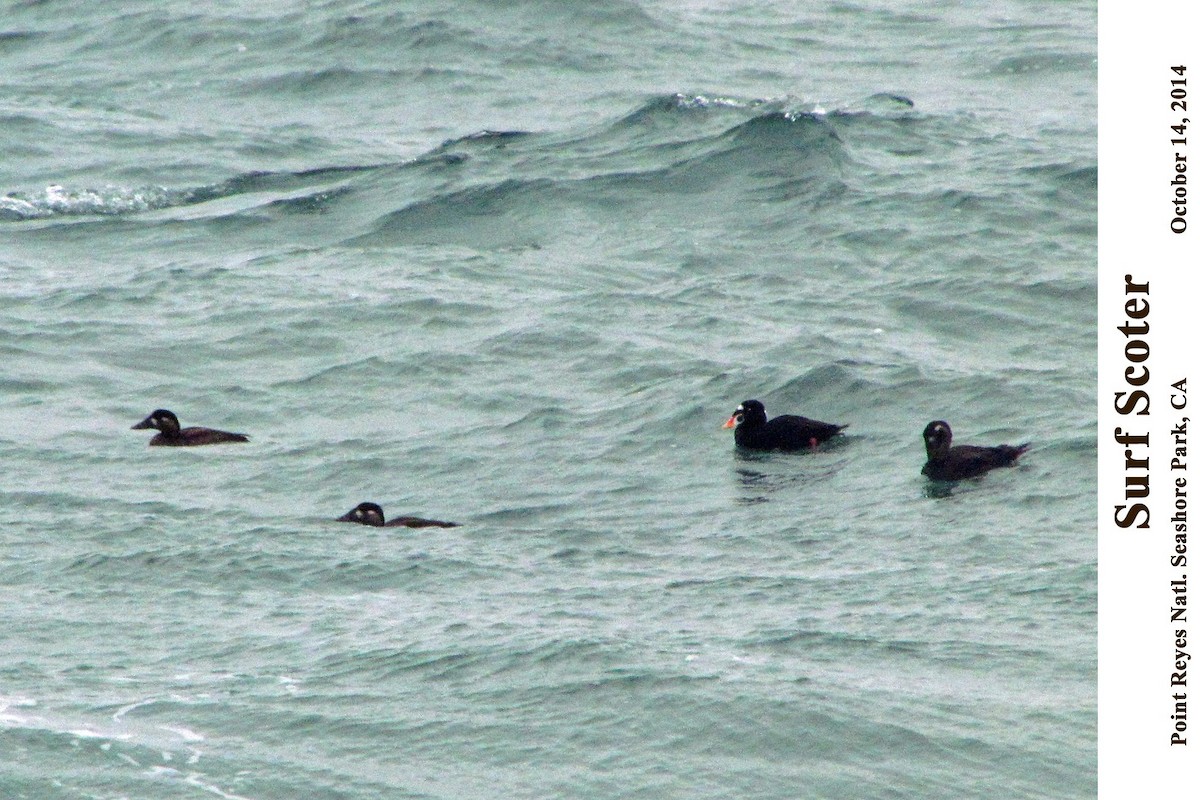 Surf Scoter - William Parkin