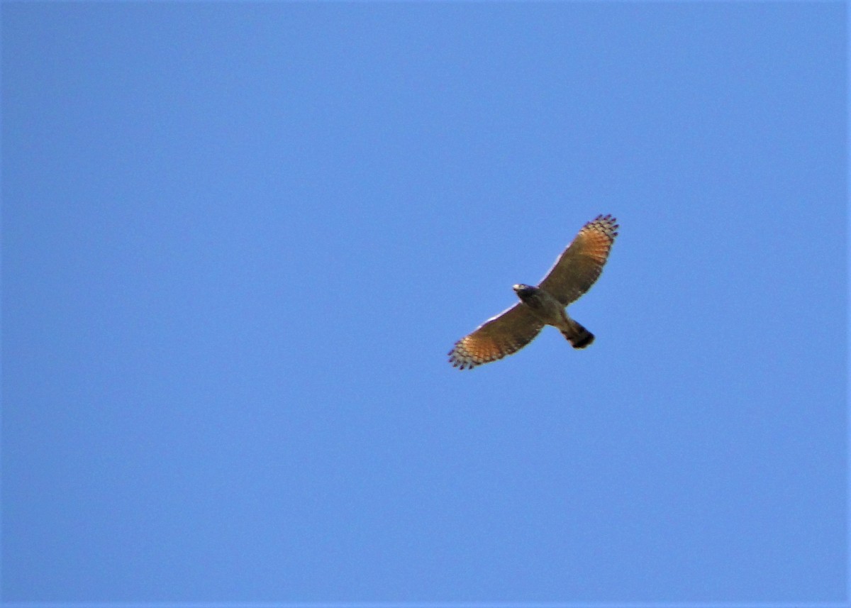 Roadside Hawk - ML111621391