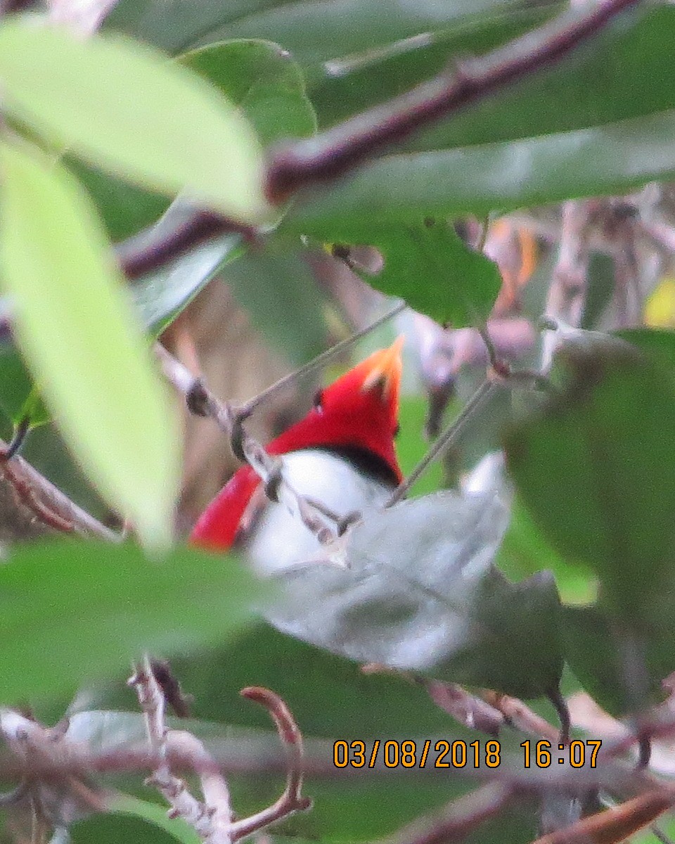 King Bird-of-Paradise - ML111621831