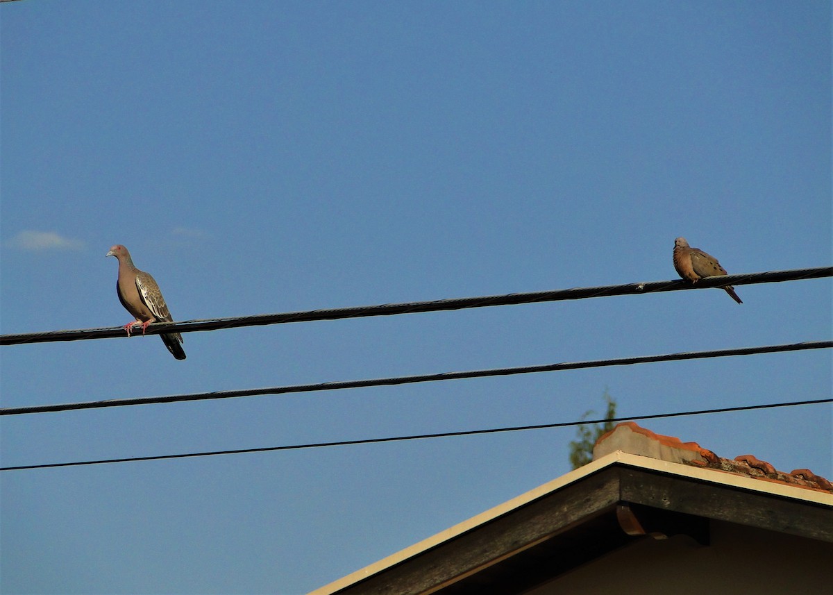 Picazuro Pigeon - ML111621851