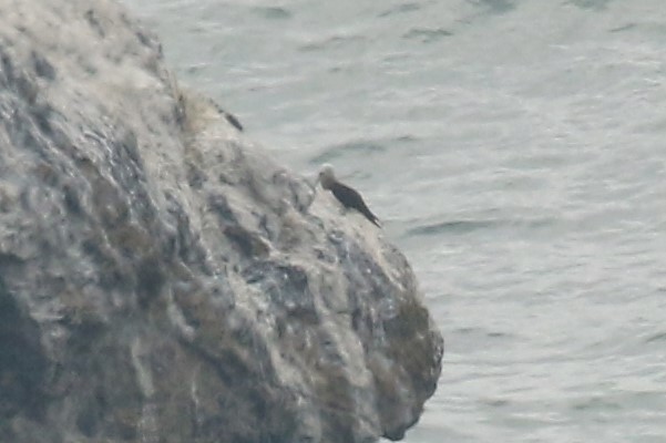 Brown Booby (Brewster's) - ML111622851