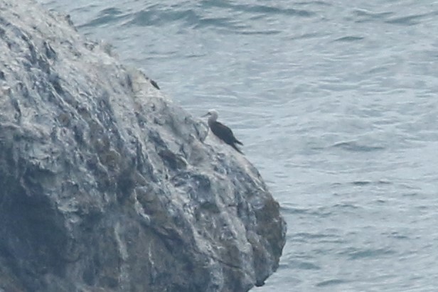 Brown Booby (Brewster's) - ML111622871