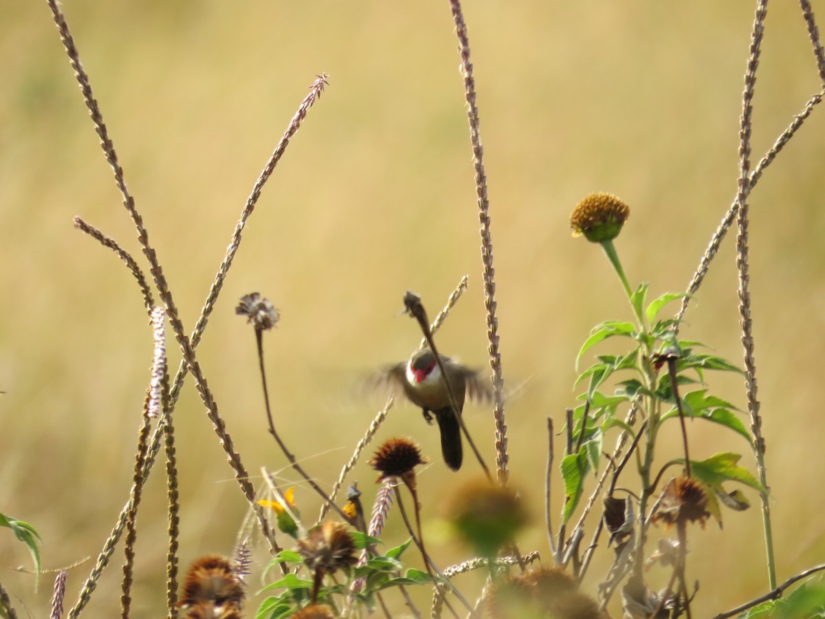 Common Waxbill - ML111623961