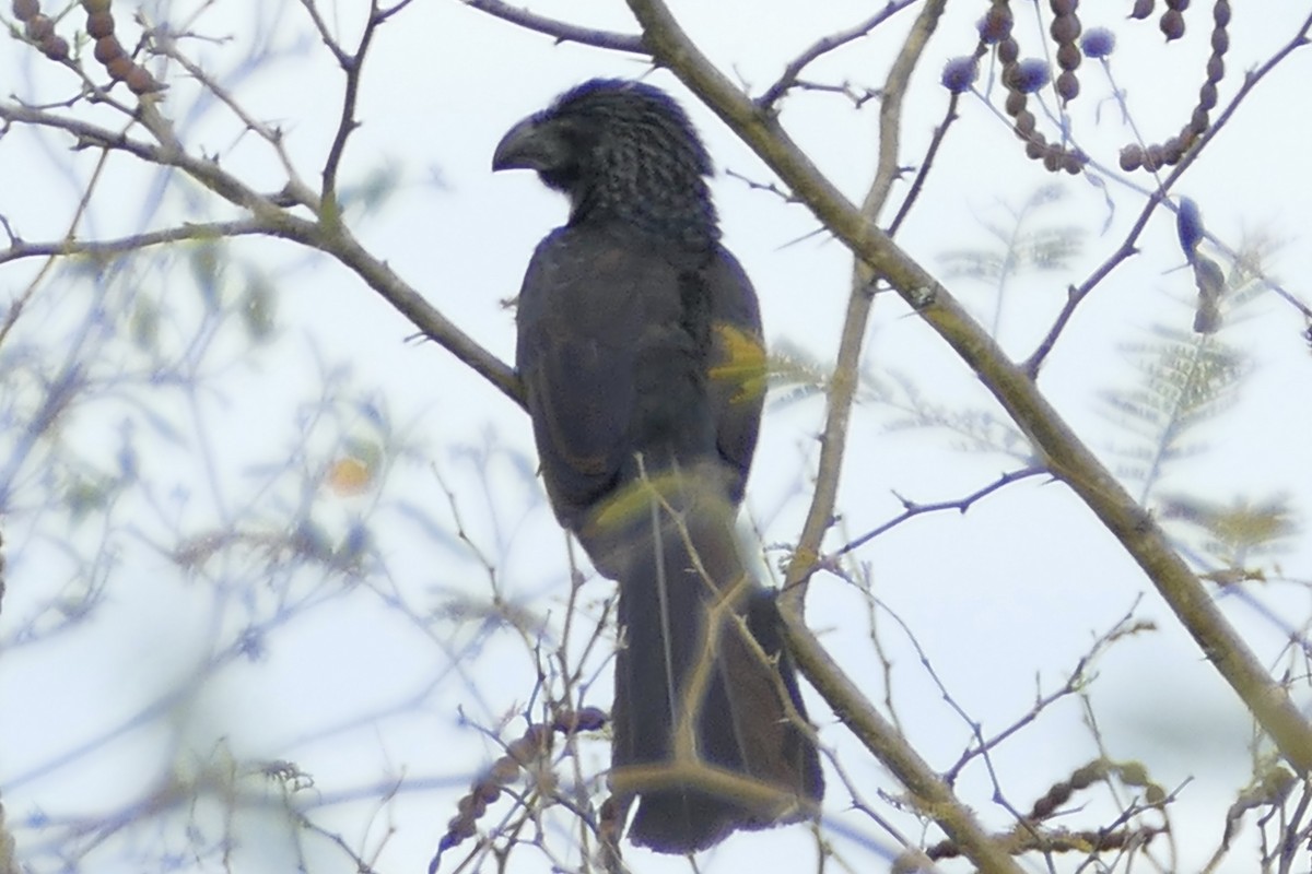 Smooth-billed Ani - ML111625301