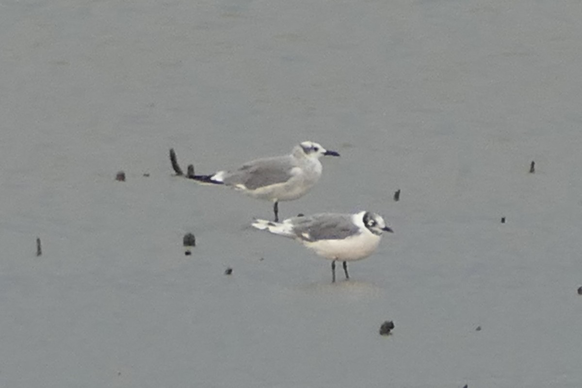 Laughing Gull - ML111625651