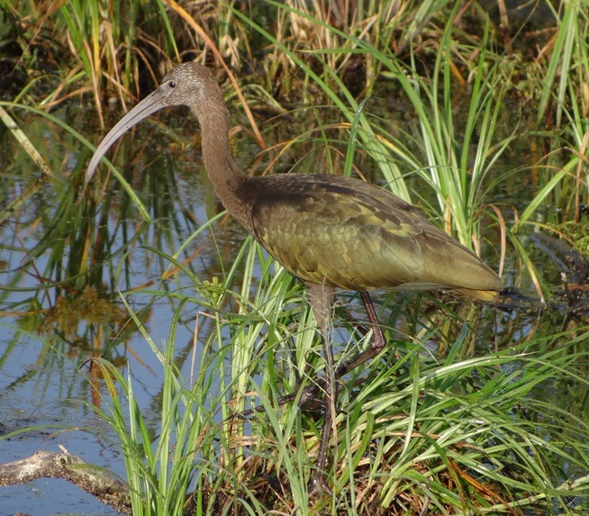 ibis hnědý/americký - ML111626051