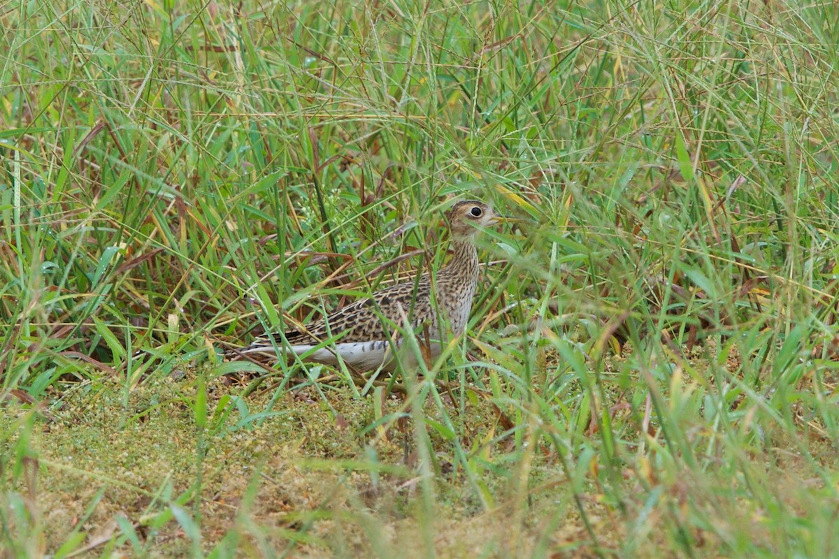 Upland Sandpiper - ML111626161