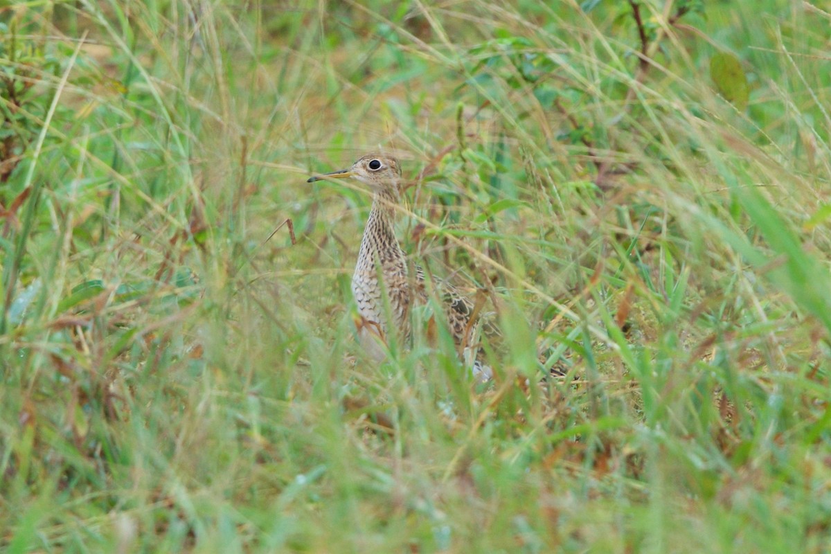 Upland Sandpiper - Hal Mitchell