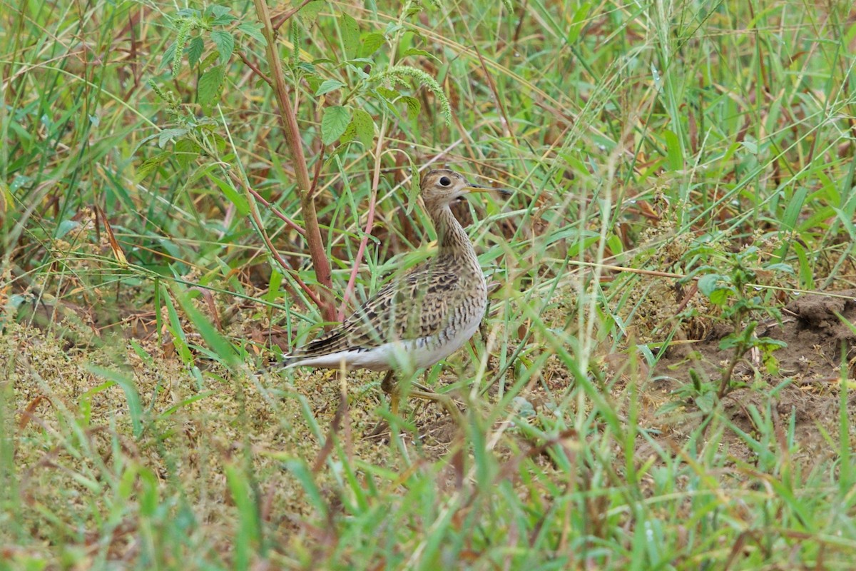 Upland Sandpiper - ML111626181