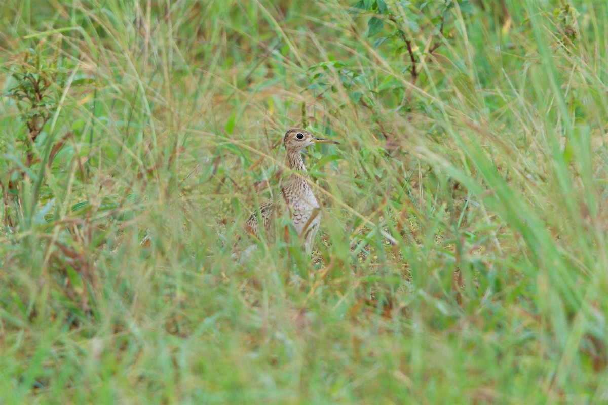 Upland Sandpiper - Hal Mitchell