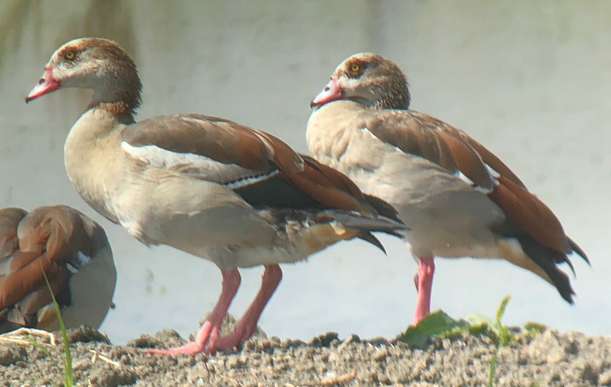 Egyptian Goose - ML111626811