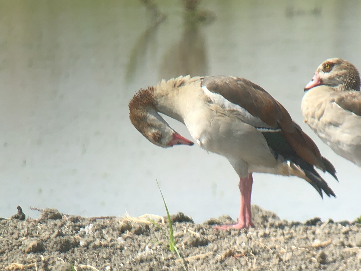 Egyptian Goose - ML111626821