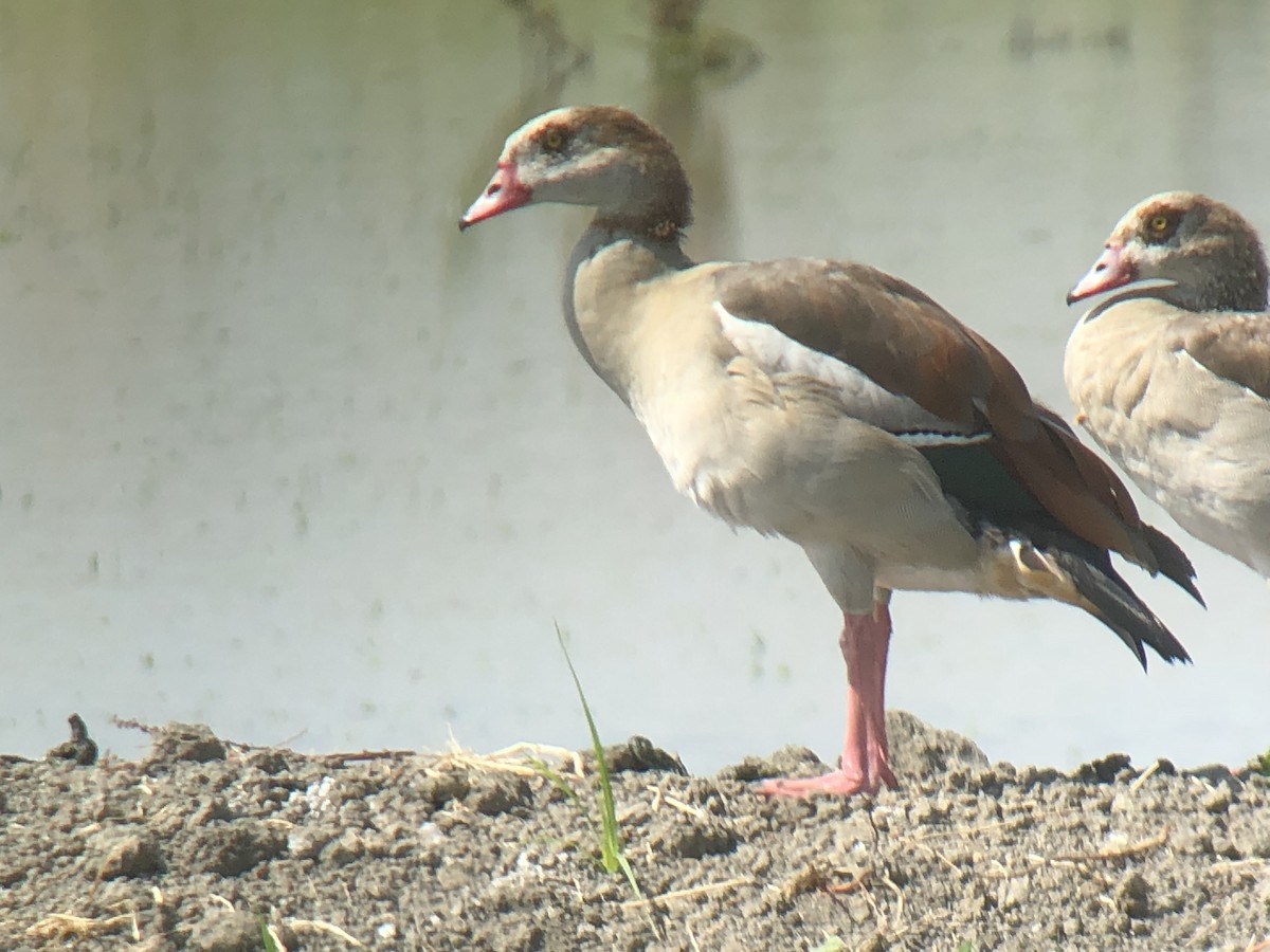 Egyptian Goose - ML111626831