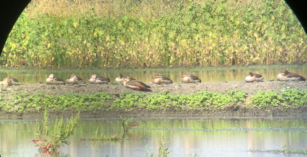 Egyptian Goose - ML111626841