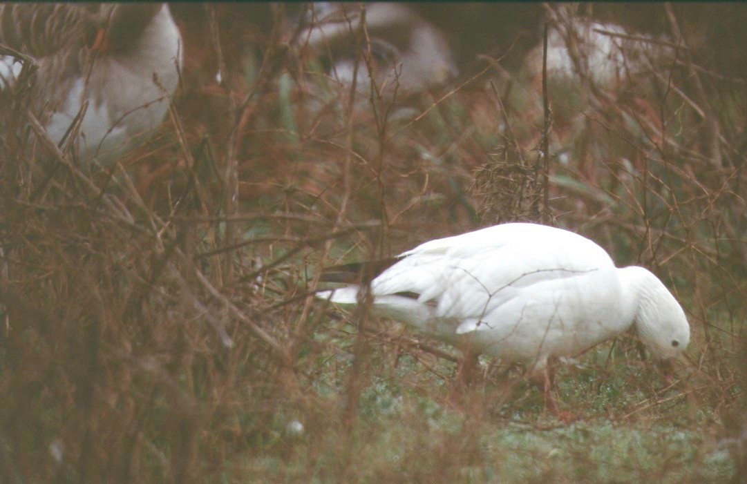 Ross's Goose - ML111626971